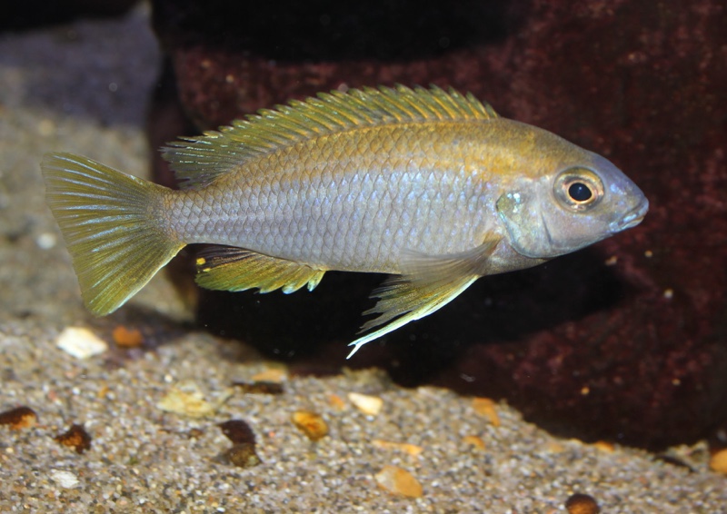 Gephyrochromis lawsi 'Londo'